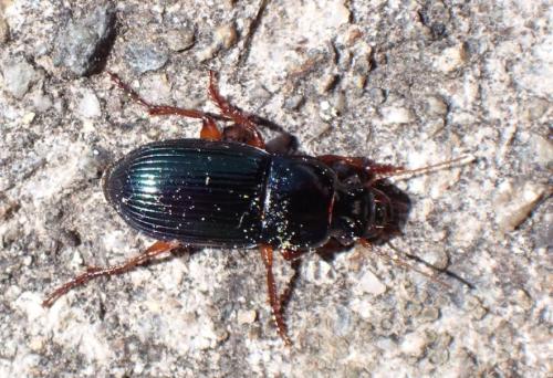 Réf. 325 313 : Harpalus rubripes